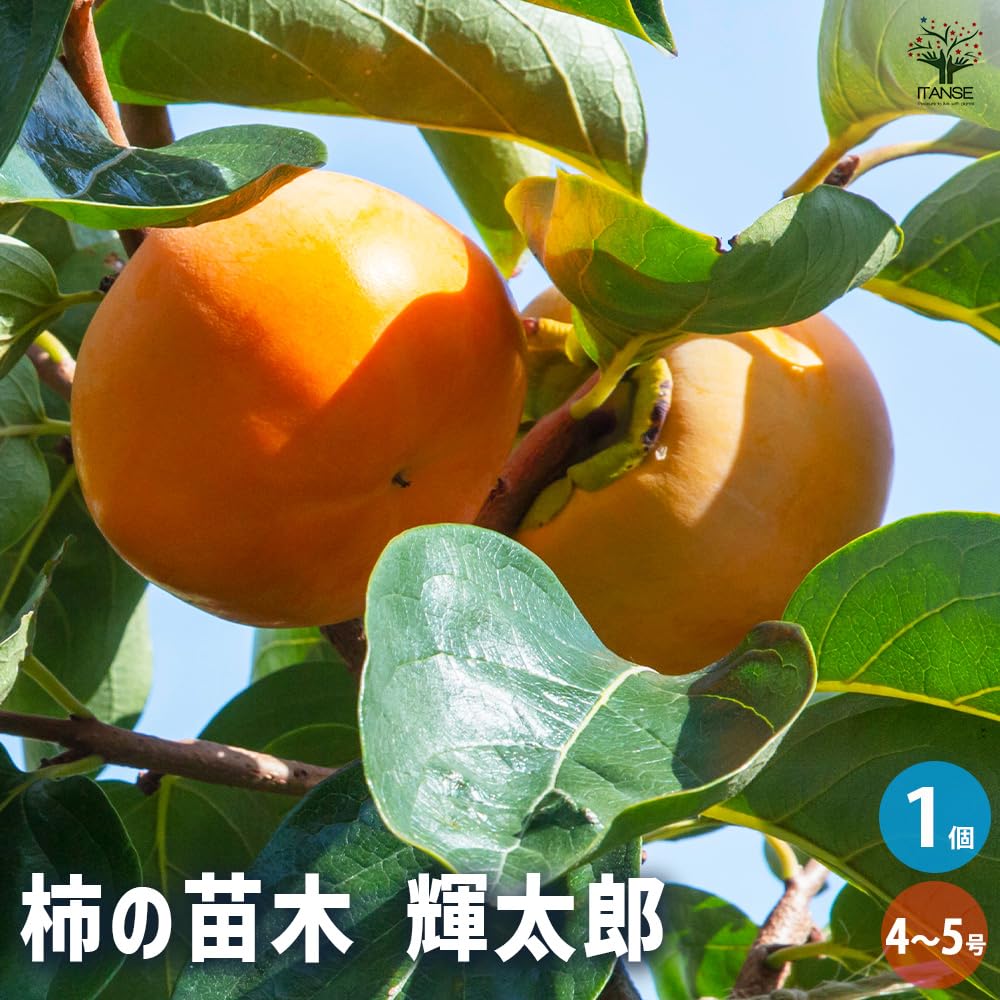 Amazon.co.jp: ITANSE 柿の苗木 輝太郎(きたろう) 4～5号 接木苗