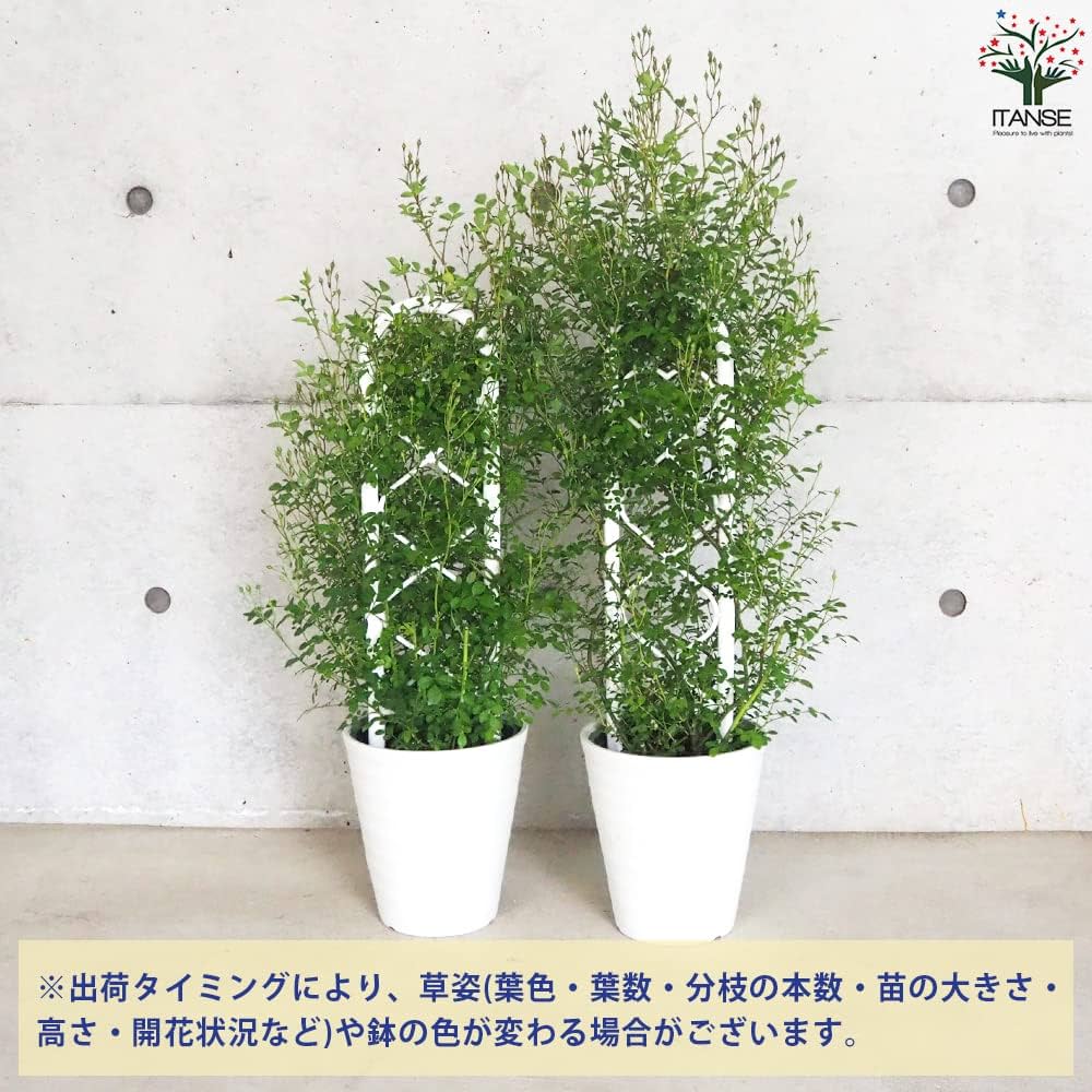 Amazon.co.jp: ミニ薔薇・みさき トレリス仕立て 6号鉢【品種で