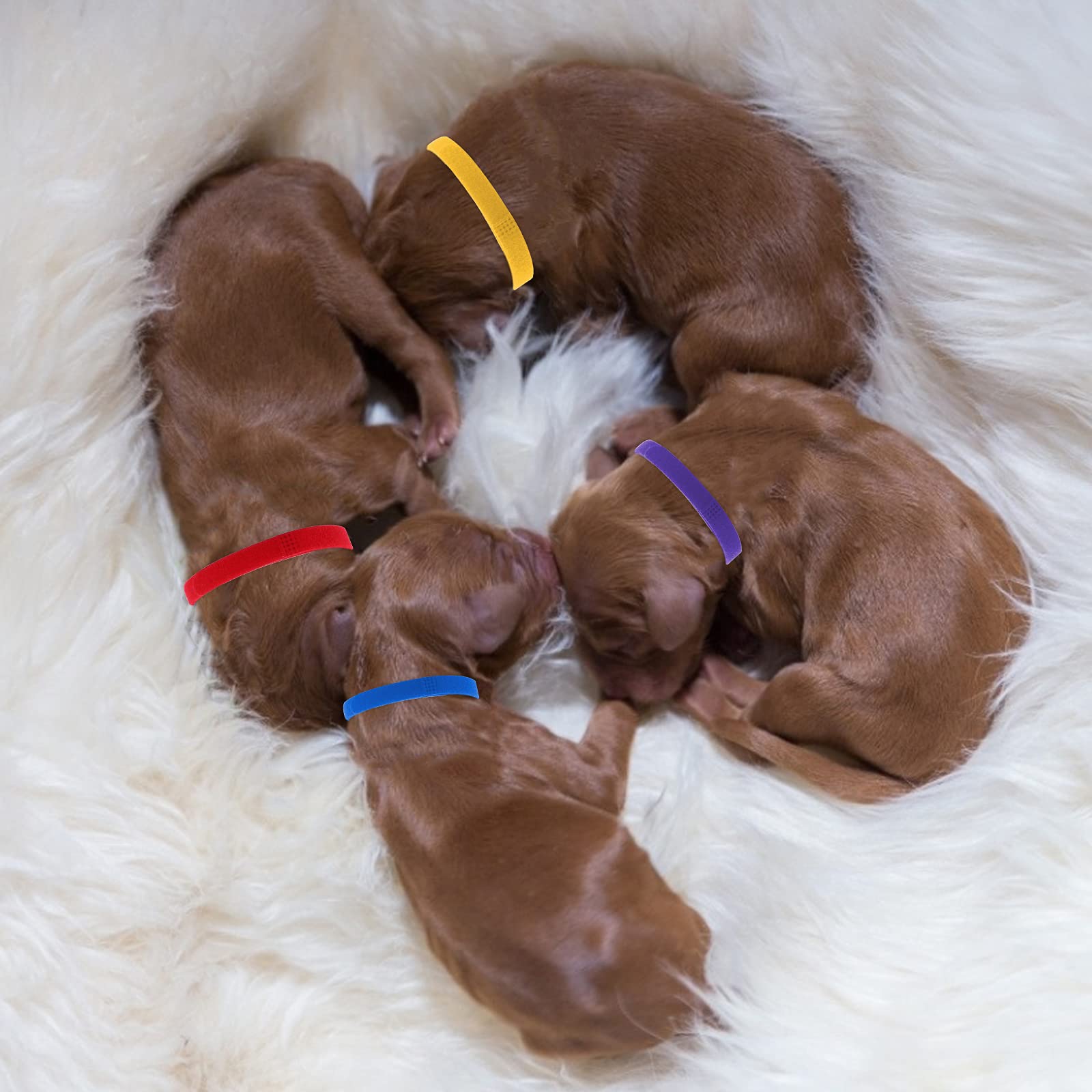 Molain 20 Pezzi Collari per Cuccioli di Piccola Taglia, Fasce Identificative per Cani, Collari per Neonati (30 cm)