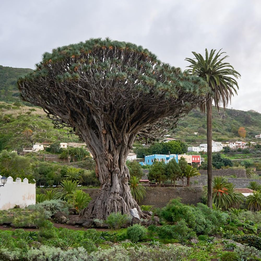 10 Semi Di Dracaena Draco - Albero Sangue Di Drago Raro Per Bonsai - Foto 5