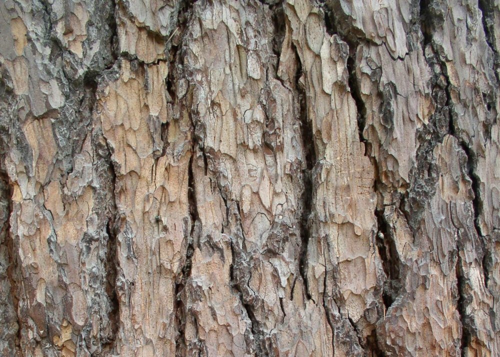 SAFLAX - Liban - Cedr - 20 Nasiona - Z pożywką wolną od zarazków - Cedrus libani