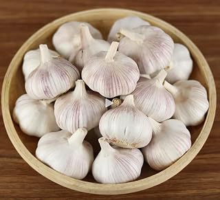 Pilestone Garlic Seed Bulbs - Large Easy-Peel Cloves, Cold Hardy, Bold Spicy Flavor (5 Bulbs) for Home Gardens