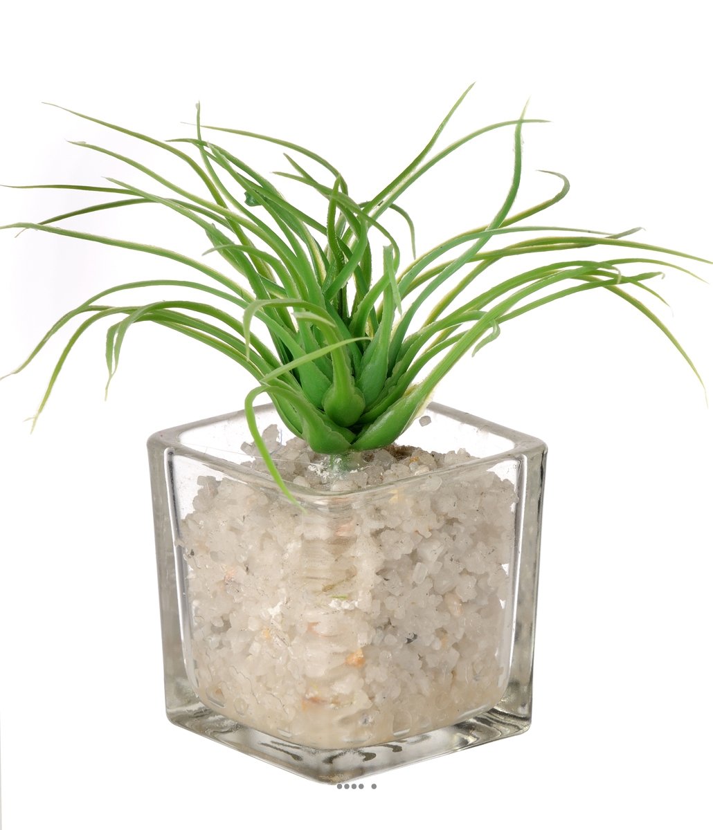 Artif-decoArtificial Succulent Grass in Glass Pot and White Pebbles - Choose your Model: Cactée 5