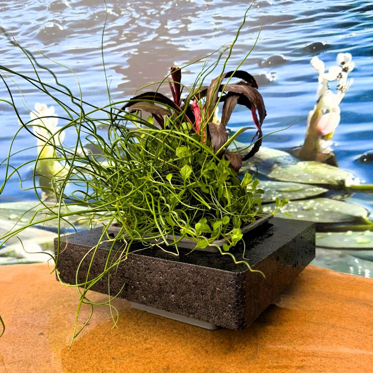 ISOLA GALLEGGIANTE CON PIANTE OSSIGENANTI PURIFICANTI MISTE PER LAGHETTO ORNAMENTALE ANCHE CON PESCI