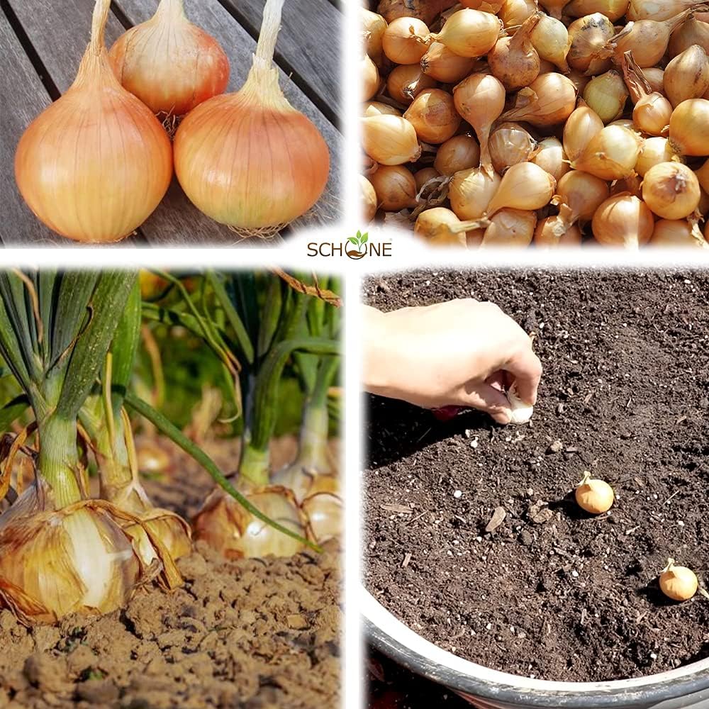 Onion Sets Radar 500 Grams Long Standing Favourite for Autumn Sown
