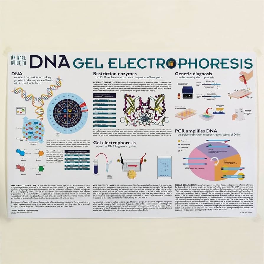 JanneDaArcポスター　DNA Dna Gel Electrophoresis Poster, Size 36 X 24