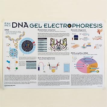 Dna Gel Electrophoresis Poster, Size 36 X 24