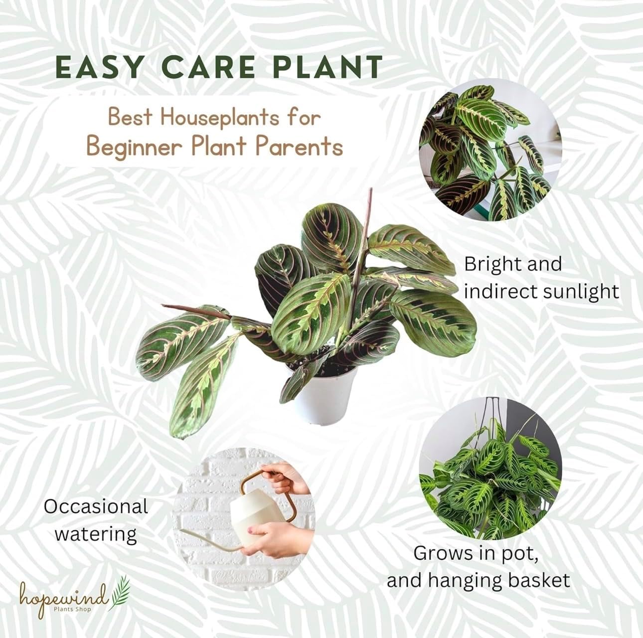 Live Plant, Red Maranta Prayer Plant, Pet Friendly, Air Purifying Plant, Easy Care, Easy to Grow Live Indoor Plant, Houseplant, Rare Indoor Plant, Home Décor Pot (White)