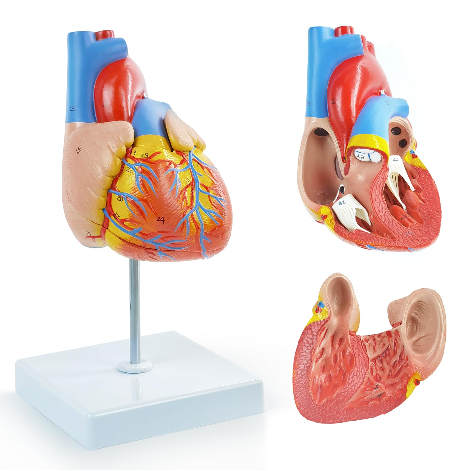 EVOTECH SCIENTIFIC Lebensgroßes menschliches Herzmodell, 1: 1-anatomisches Herzmodell auf Zwerchfell- und Perikardbasis
