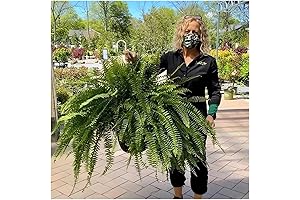 Artificial Boston Fern UV Resistant Lifelike