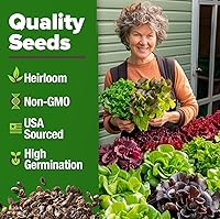 Vista 144 de HOME GROWN Más de 1000 semillas de cilantro para plantar en interiores o exteriores, hierbas tradicionales sin OMG, semillas de plantas de cilantro