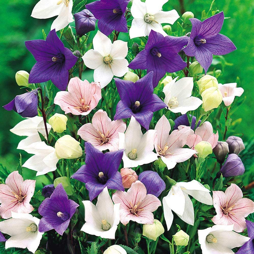 Earth Hopper : Seeds Balloon Flower Mix Platycodon Chinese Bellflower Perennial Flowers - 35 Seeds Pack (B0C4Z8MGFQ) Amazon Price History, Amazon Price Tracker