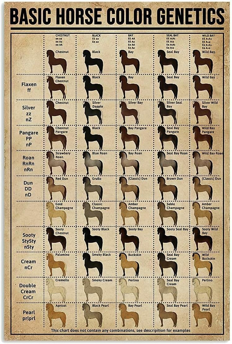 rayprint Basic Horse Color Genetics Poster Knowledge Wall Decor Artwork for Horse Owner Chart Metal Tin Sign School Metal Tin Signs Plaquees 8x12inch