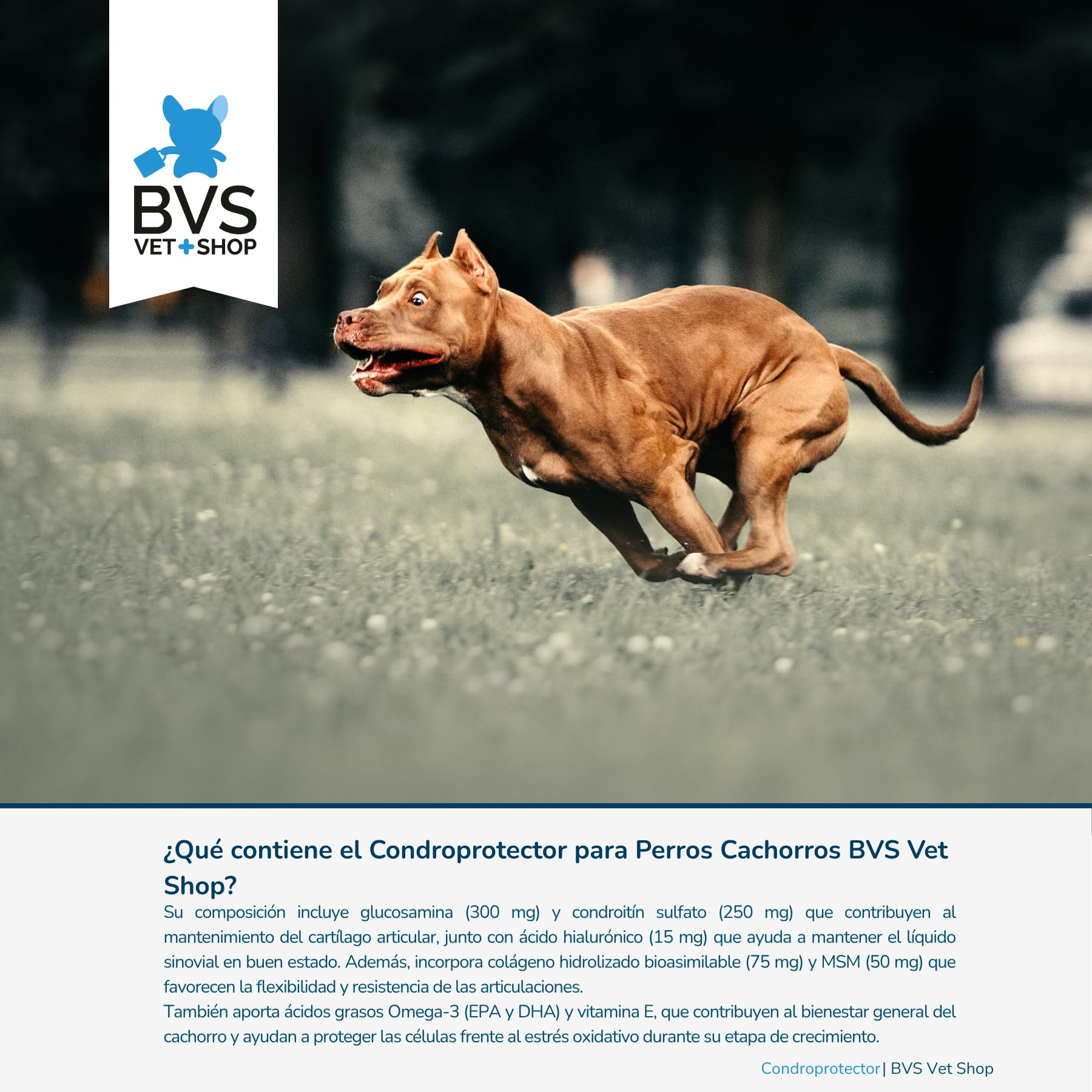 BVS Vet Shop | Condroprotector Cachorros MSM para Perros | Formulado para Cachorros, Apoyo nutricional para favorecer el Buen Estado fisiológico de Las articulaciones | 300 Comprimidos