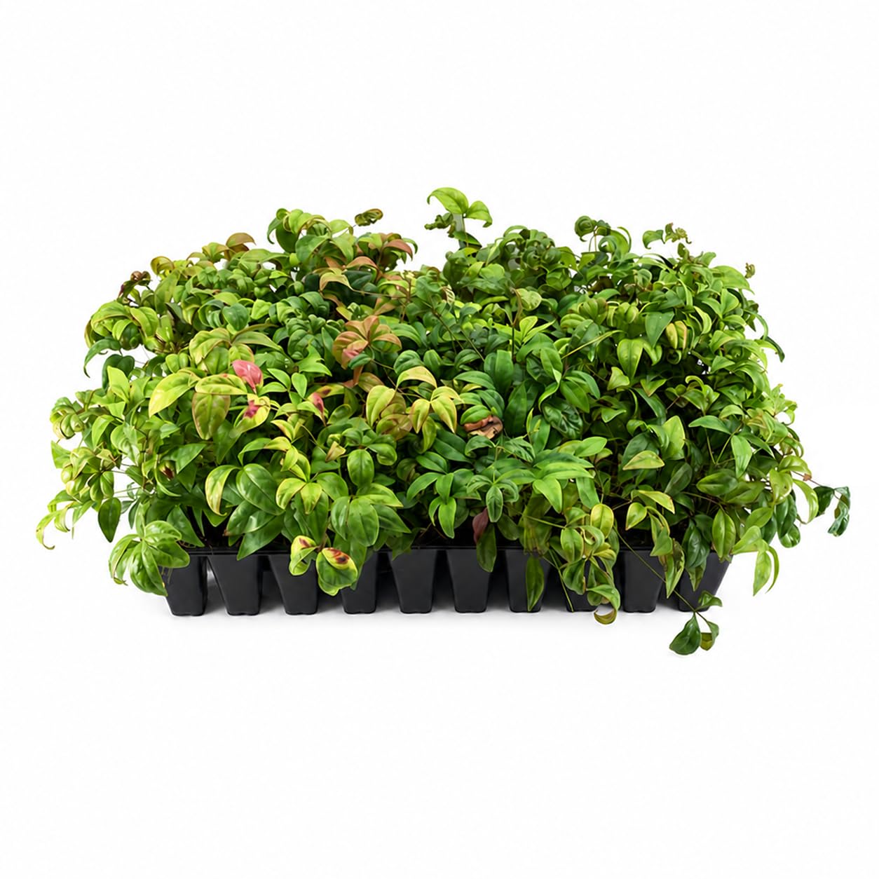 Firepower Heavenly Bamboo 3 live plants