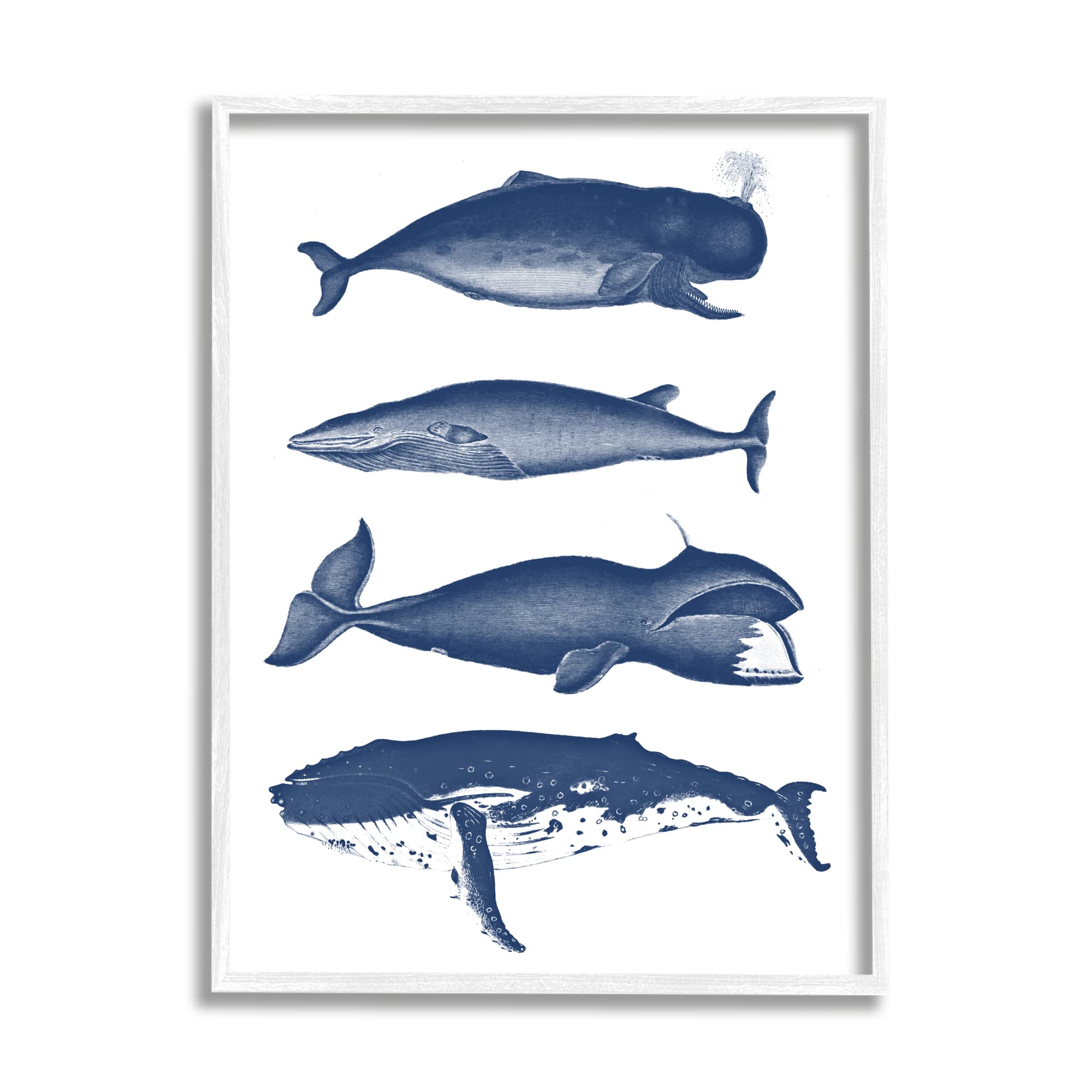 Amazon.co.jp: Stupell Industries いろいろなクジラの種類 海の生物