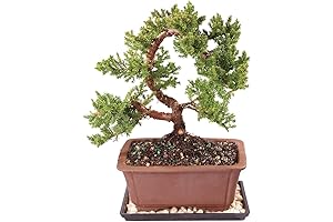 Brussel's Bonsai Live Green Mound JuniperBonsai Tree