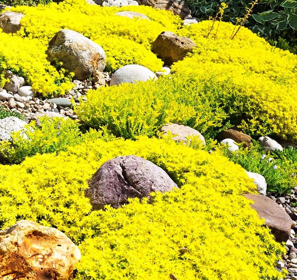 Amazon.com : Buroifamily 1000 Pcs Seeds - Breckland Creeping Thyme