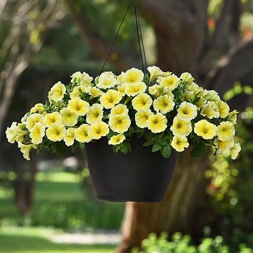 Miniatura 6 de QAUZUY GARDEN 100 semillas amarillas de gloria de la mañana de la mañana  Semilla de flor de reliquia sin OMG llamativa flor trepadora de vid