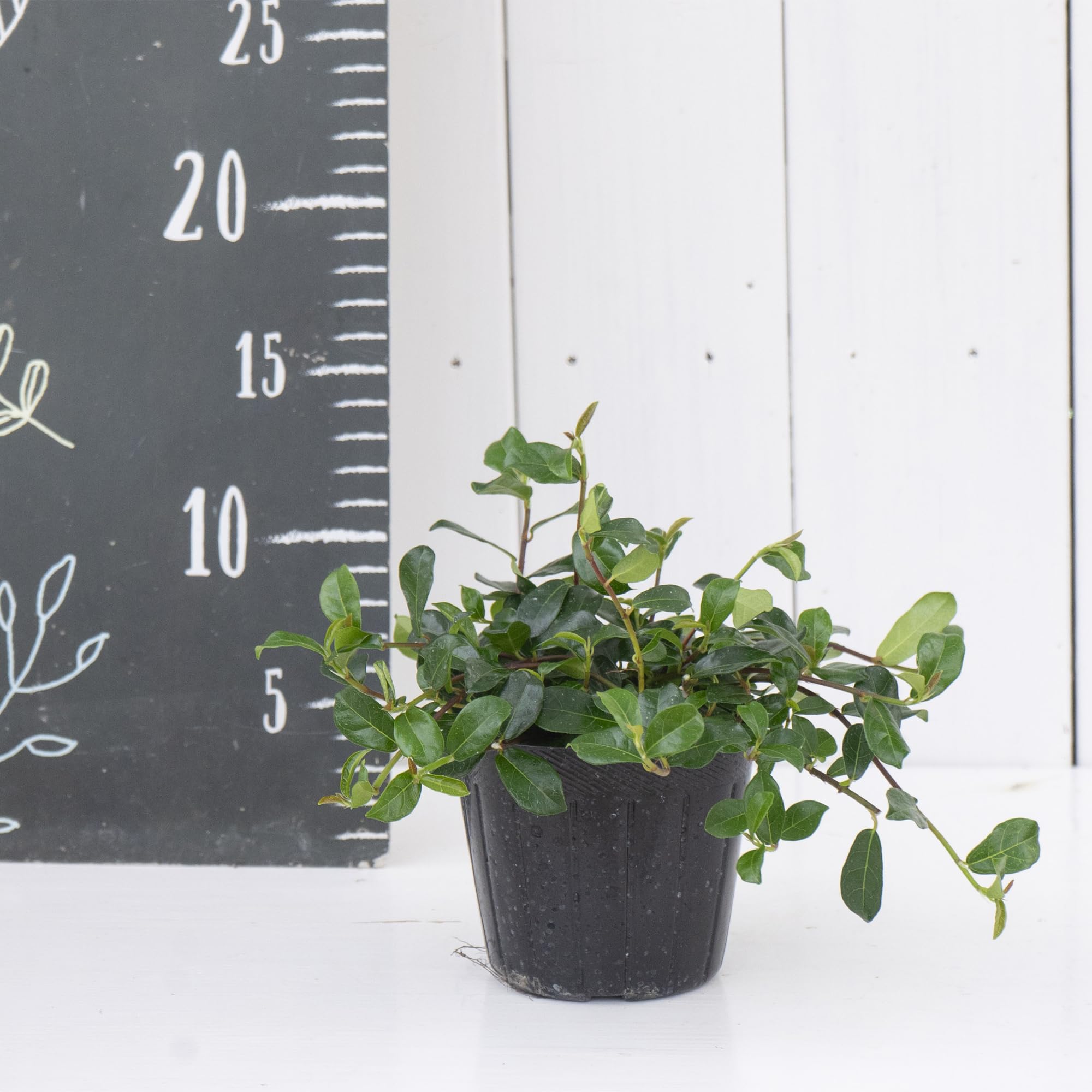 Amazon.co.jp: 観葉植物 フィカス シャングリラ 9cmポリポット苗 1株