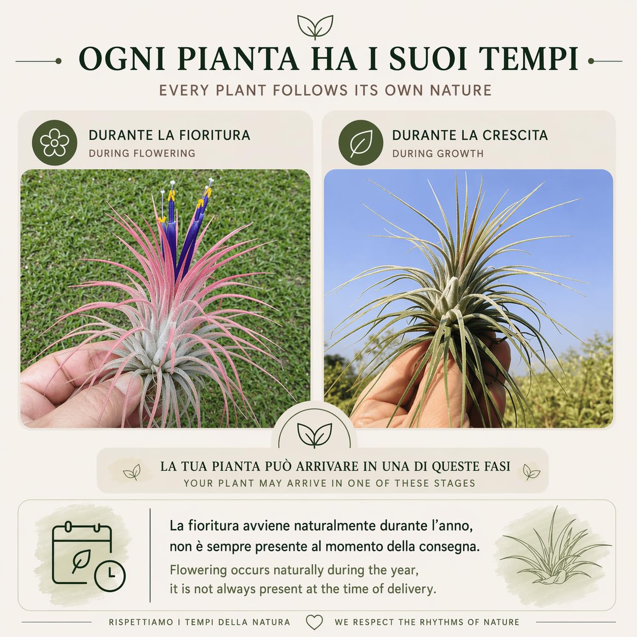 Tillandsia Caput Medusae Plante véritable avec support en bois naturel Essenziale S | Plante d'intérieur sans terre | Design italien Michieli