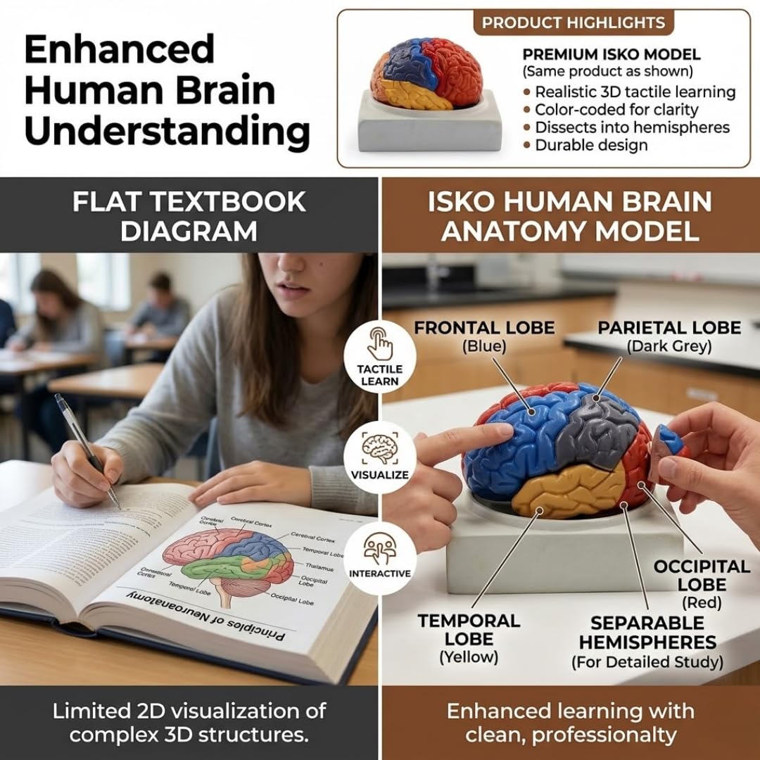 ISKO® Human Brain Model Anatomy Color-Coded Life Size Teaching Anatomy of Brain for Science Classroom Study Display Teaching With Human Brain Anatomical Model with Magnetic parts 2