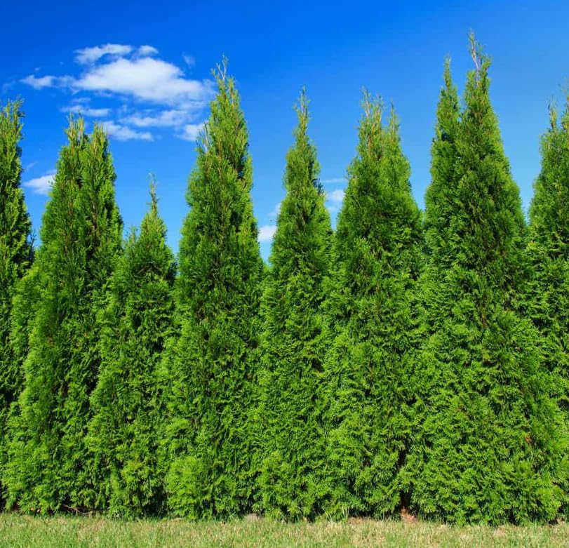 5 Murray Cypress Trees - 6-12'' Tall Live Plants - Fast Growing Privacy Screen Seedlings - Evergreen Hedges - Cupressus x leylandii ‘Murray’ - (5 Pack)