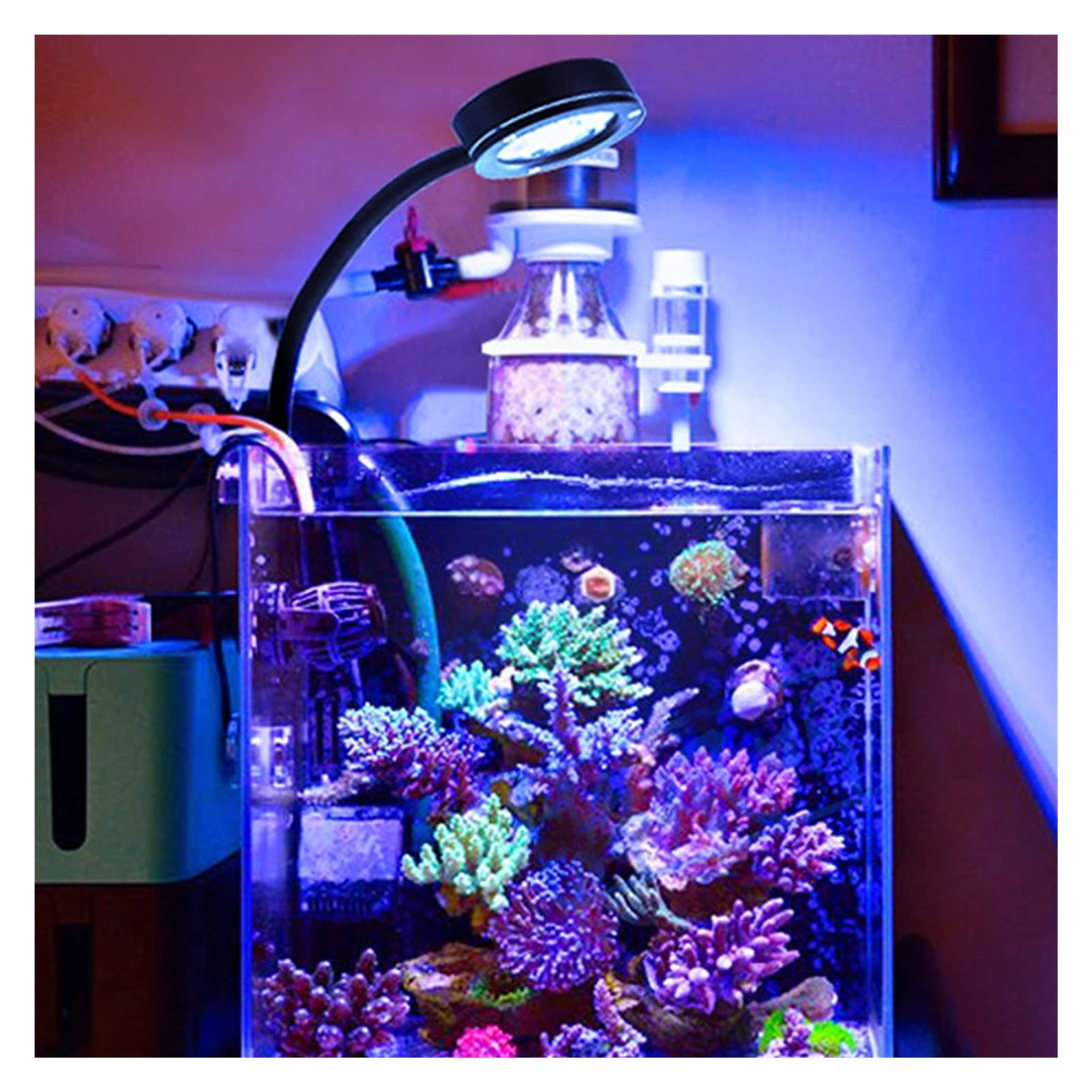 Acuario LED Luz Marina Coral SPS LPS Acuario Mar Arrecife Tanque Azul Blanco Principiante para 30-50 cm Tanque de Agua de Mar (Color : Q2-B EU)