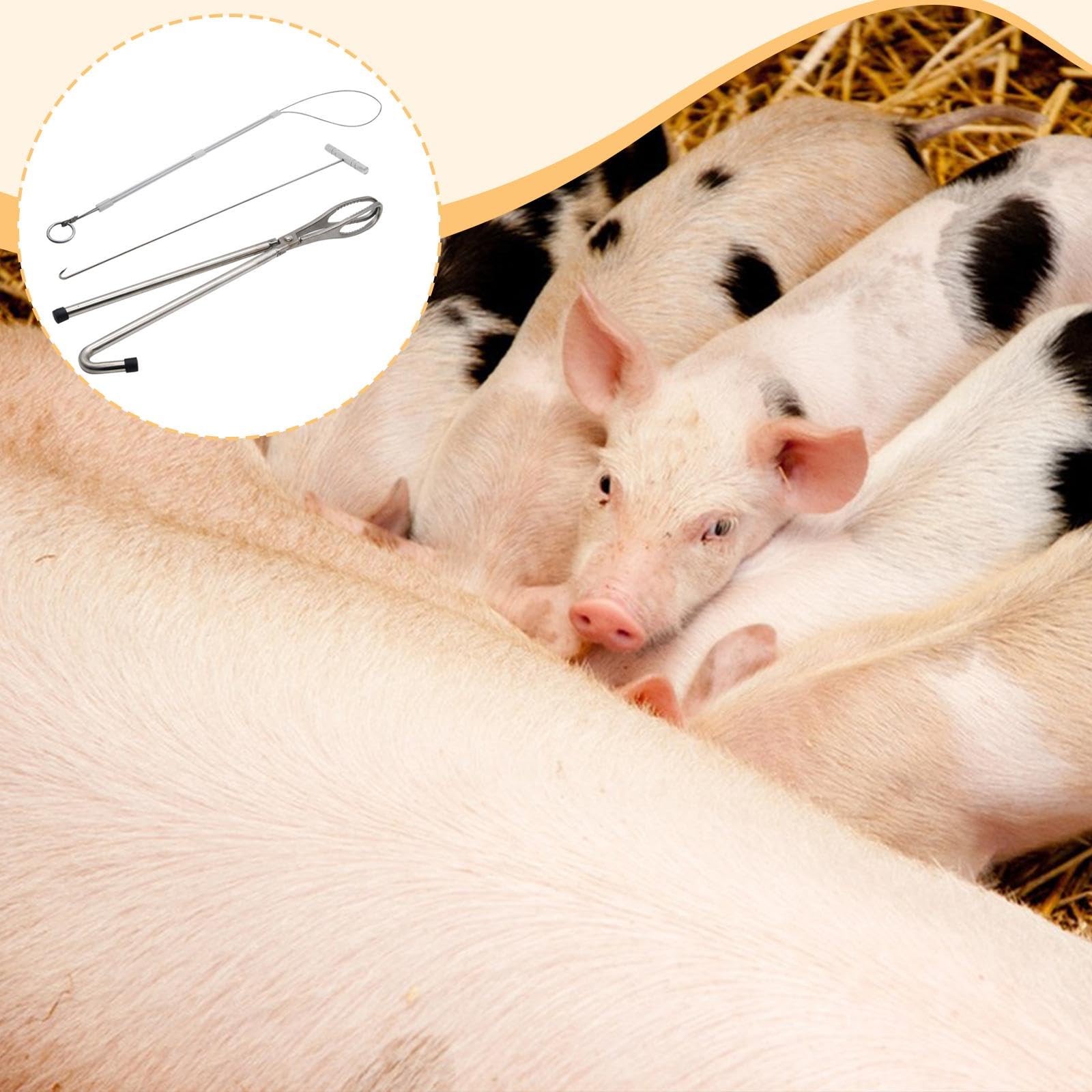 Kit de 3 Herramientas para Partería de Cerdos, Alicates, Ganchos, Cuerdas, Herramientas, Equipo Veterinario