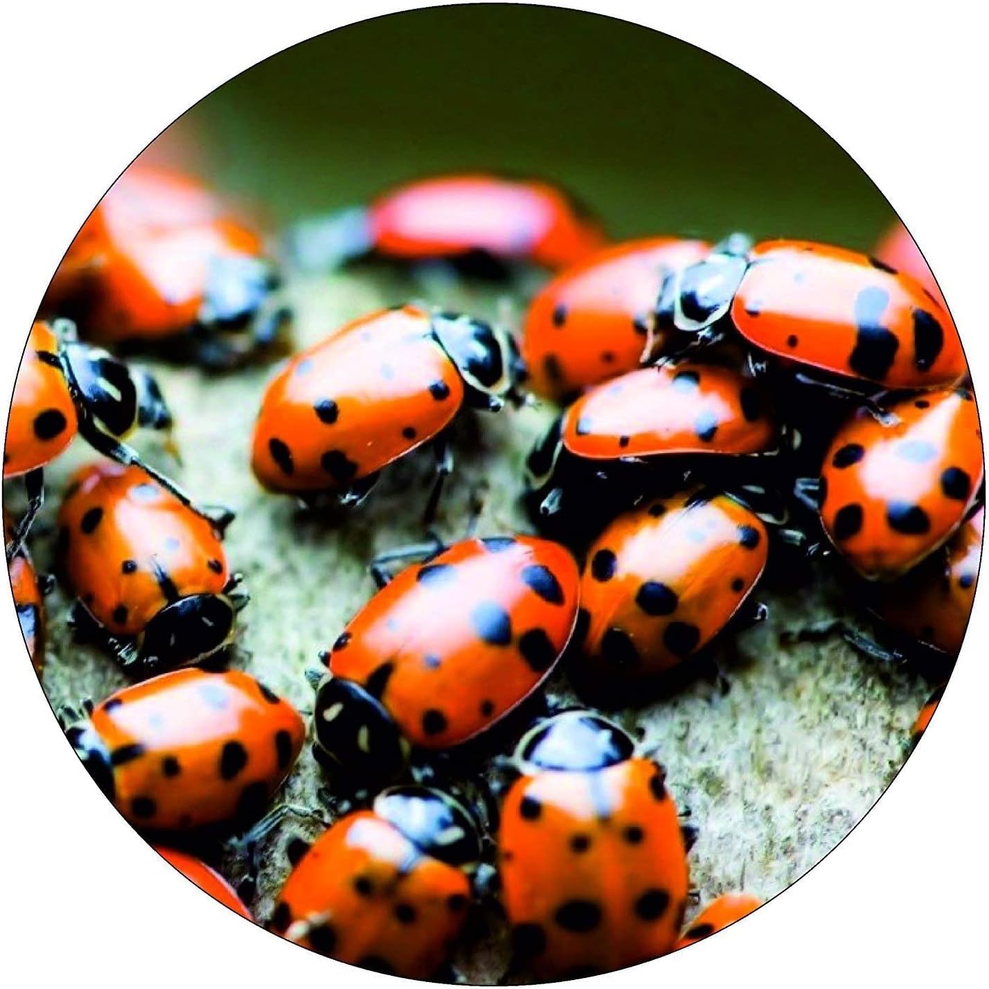 Bazos Live Ladybugs - Good Bugs - Ladybugs - Guaranteed Live Delivery (300)