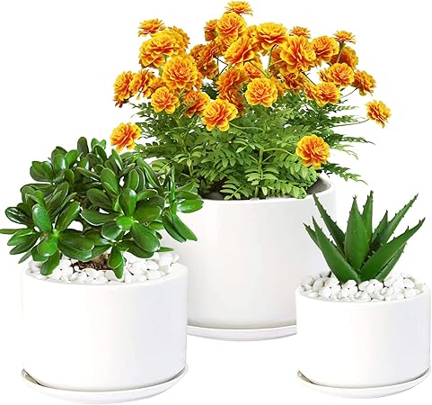Amazon Co Jp Efispss 植木鉢 植え鉢 つながったソーサー付き 円形 モダン 装飾 多肉植物 ガーデニングポット 排水穴付き 屋内植物 フラワーハーブ 3個セット ホワイト Diy 工具 ガーデン Amazon Co Jp Efispss 植木鉢 植え鉢 つながったソーサー付き 円形 モダン 装飾 多肉植物 ガーデニングポット 排水穴付き 屋内植物 フラワーハーブ 3個セット ホワイト Diy 工具 ガーデン