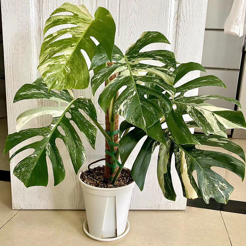 wie viel grad verträgt ein olivenbaum Großer Olivenbaum, 100-110cm – Green Me Up