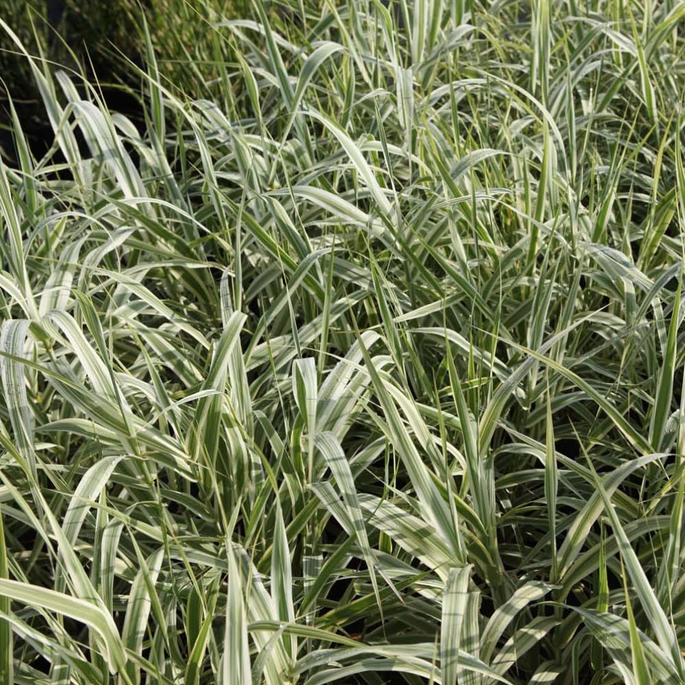 Arundo Donax 'Variegata' Giant Reed Half-Hardy Perennial Grass Foliage Garden Plants Grow Your Own 1 x 4L Pots Arundo Donax 'Variegata' by Thompson and Morgan (1)