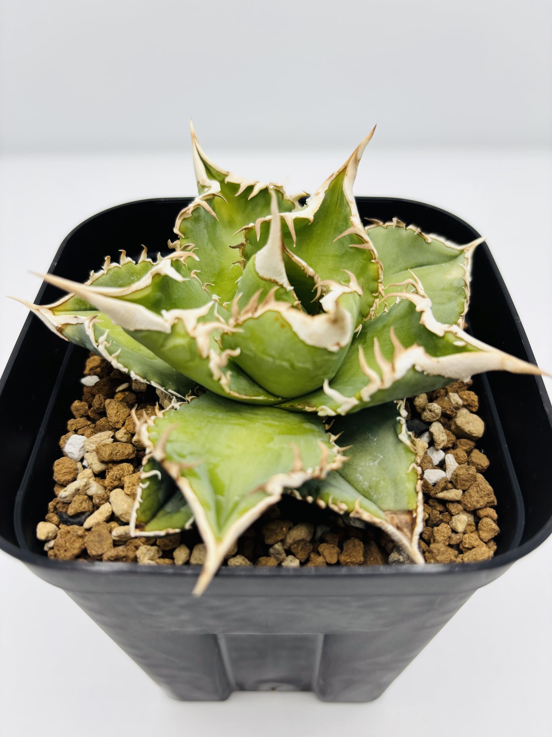 Amazon｜アガベ チタノタ 大白鯊/Agave titanota 'Great White Shark