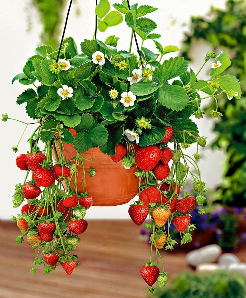 See full amazon price history chart for SANJU Red Strawberry Fruit Live Healthy Plant, Sweet Variety SANJU Red Strawberry Fruit Live Healthy Plant, Sweet Variety (B0CF4MQXCC) Amazon Price History, Amazon Price Tracker
