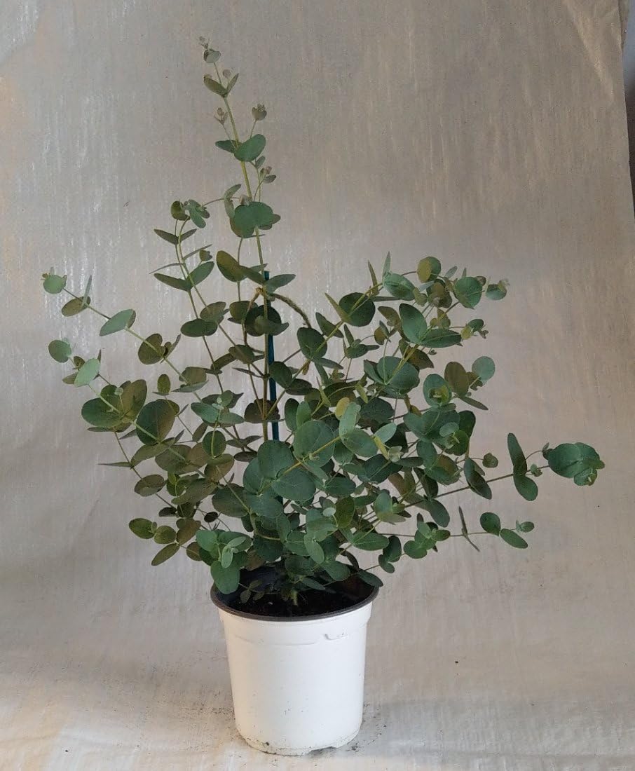 Eucalyptus Gunnii, Cider Gum in 1 Litre Pot.