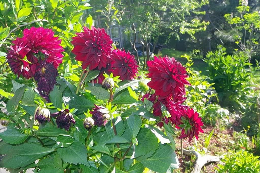 熱販売 A1 特大 ポスター ダリア花花壇日当たりの良い庭緑 キャンバスフォトアートプリントポスター 写真の壁の装飾 841x594mm Apaesaoroque Com Br