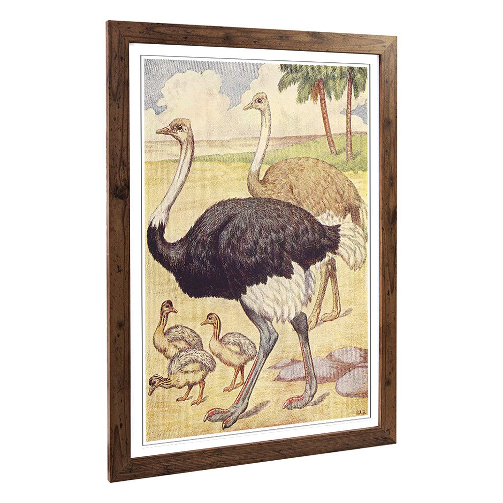 Big Box Art Framed Print of Vintage Percy J Billinghurst Ostriches Design | Wall Art Picture | Home Decor for Kitchen, Living Room, Bedroom, Hallway, Walnut, A2 / 24.5x18 Inch / 62x45cm