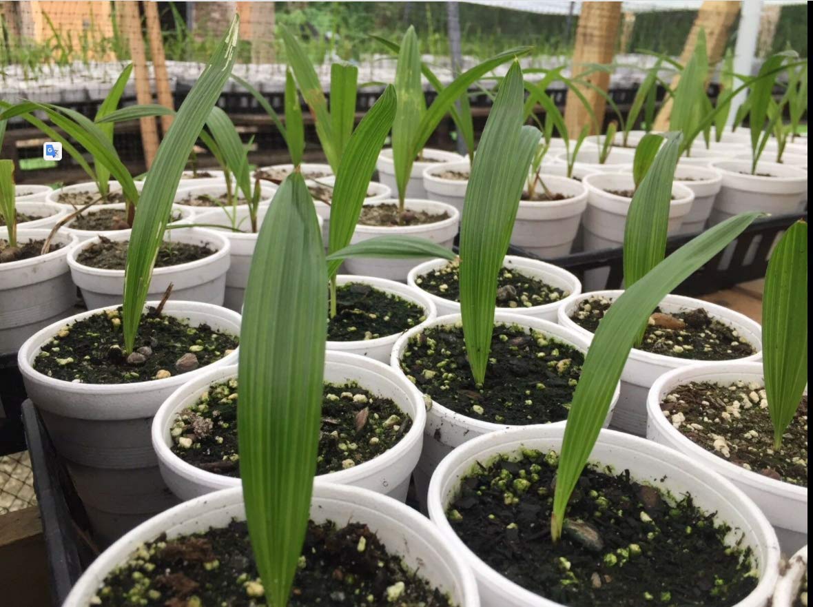 Buy Pick ON Custom Sago Palm Mexican Fan Palm Windmill Palm Pindo