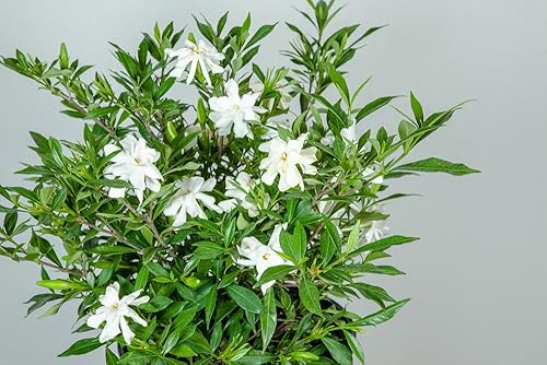 Vista 22 de Perfect Plants Radican Gardenia Planta viva, maceta de 1 galón Gardenia Radicana