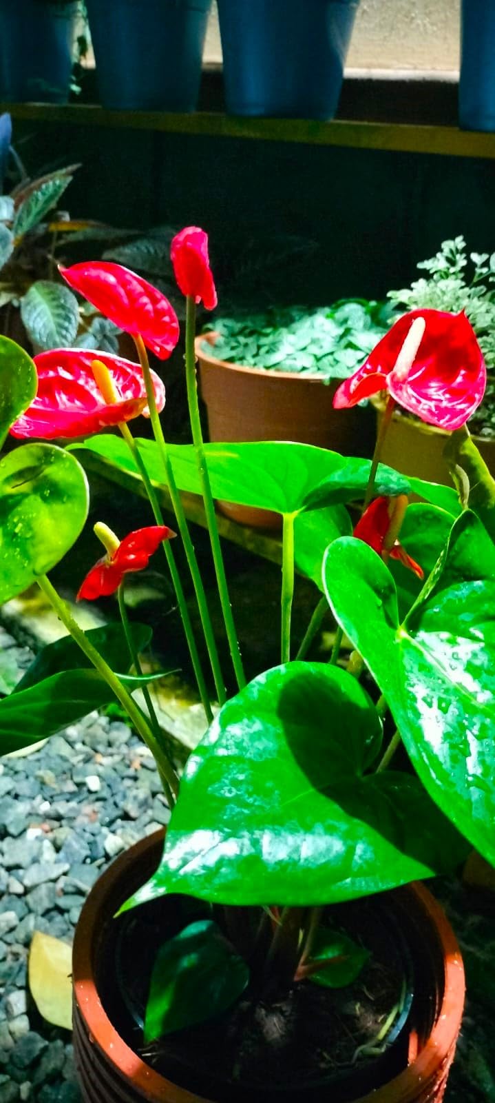 Nandhanam Anthurium Red Live Plant -1 Healthy Live Plant (Without Pot) Indoor Live Plant/Flamingo Flower/Laceleaf/Tailflower Plant (B0CMV7ZTMK) Amazon Price History, Amazon Price Tracker