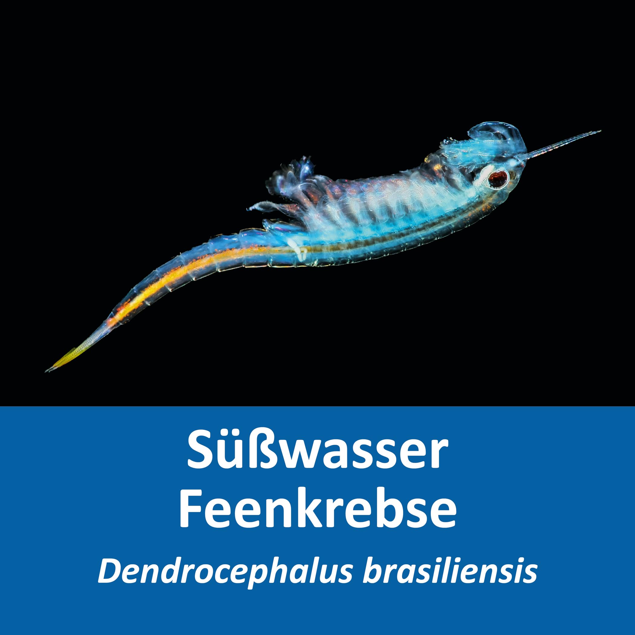 Feenkrebse Starterset mit Urzeitkrebs Eiern: 2,5 l Aquarium, Zubehör, Zuchtansatz, Futter und Anleitung, Dendrocephalus brasiliensis