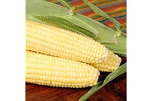 Bodacious: Sweet Corn Seeds for Bountiful, Flavorful Harvests