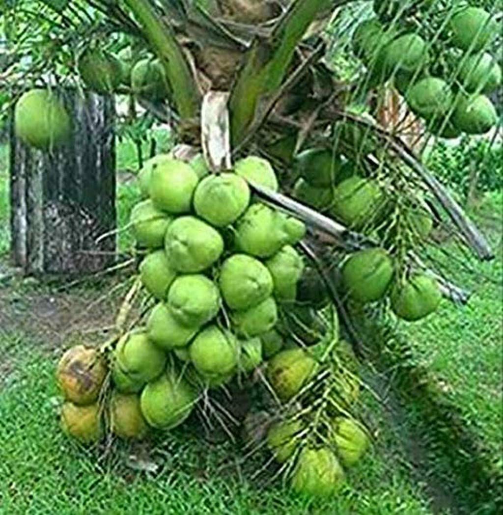 Gurveplantationi® - High Yielding Hybrid Coconut - Dwarf Rare Kerala Tree Plants For Home Garden Indoor (1 Live Garden Tree) (Green) (B09X7F7RNN) Amazon Price History, Amazon Price Tracker