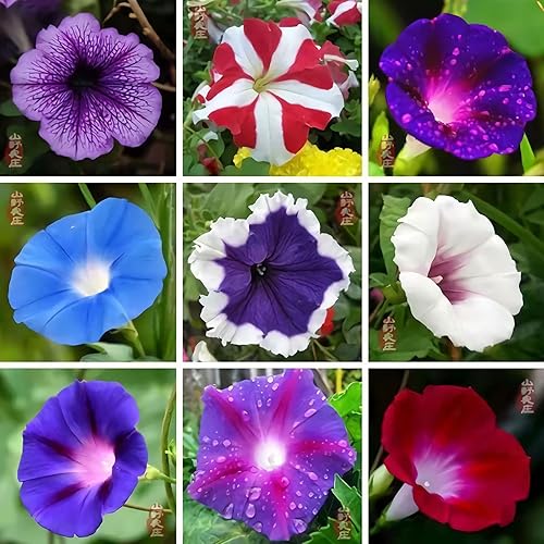 50 semillas japonesas mixtas de gloria matutina Ipomoea sin flores semillas de jardín para cultivar semillas en el jardín o el jardín de verduras en