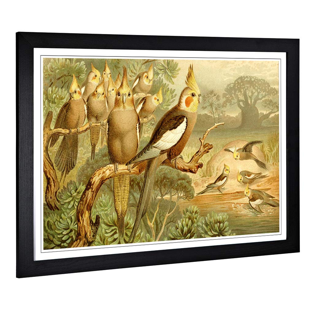 Big Box Art Framed Print of Vintage Brehms Tierlben Cockatiel Design | Wall Art Picture | Home Decor for Kitchen, Living Room, Bedroom, Hallway, Black, A2 / 24.5x18 Inch / 62x45cm