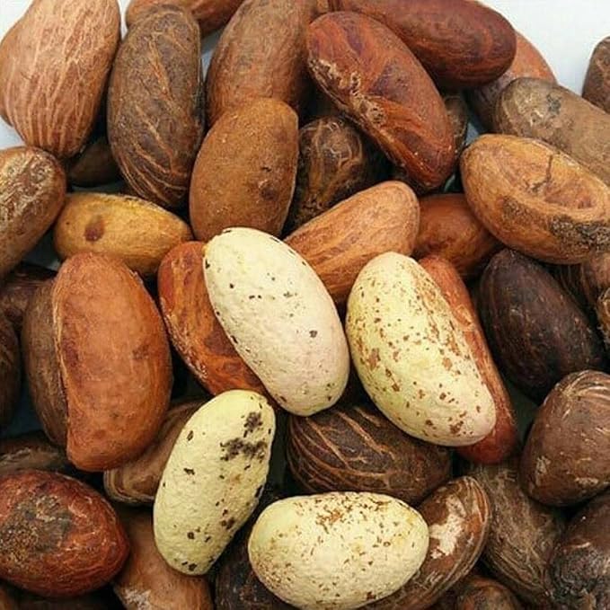 Purelyagro Bitter Kola Nut (Cola Nuts) Fresh Garcinia Kola Approx 500g