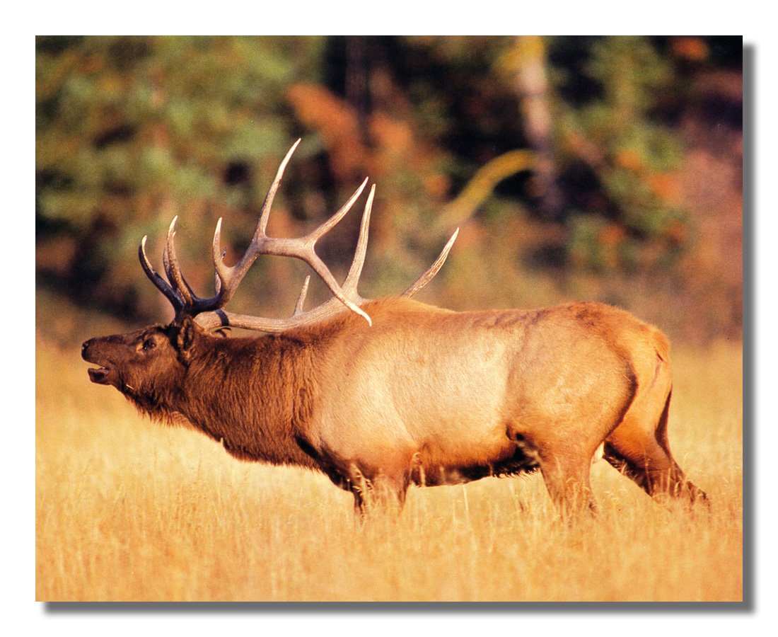 Large Elk Rack Estantería Grande Big Elk