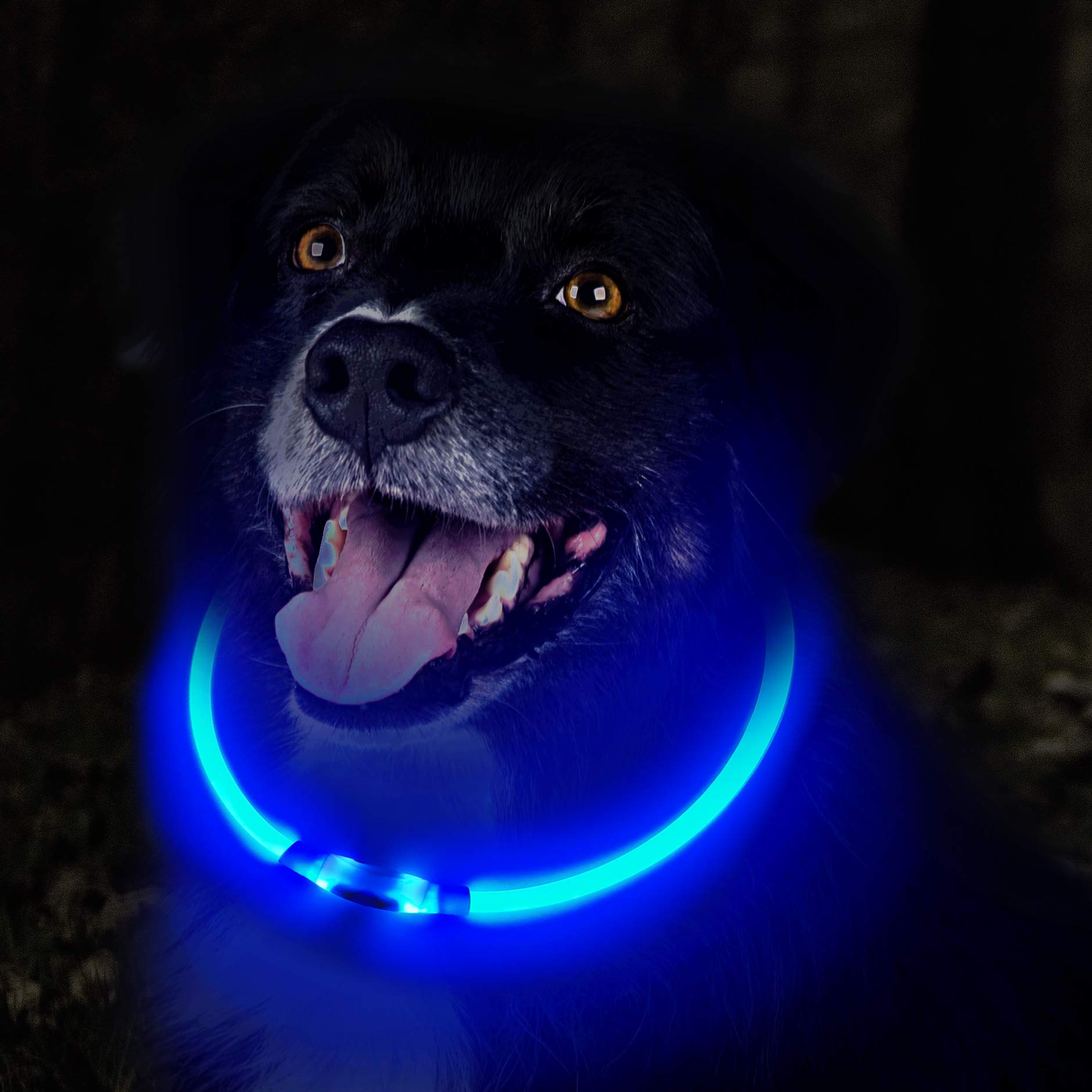 premium paws bark collar