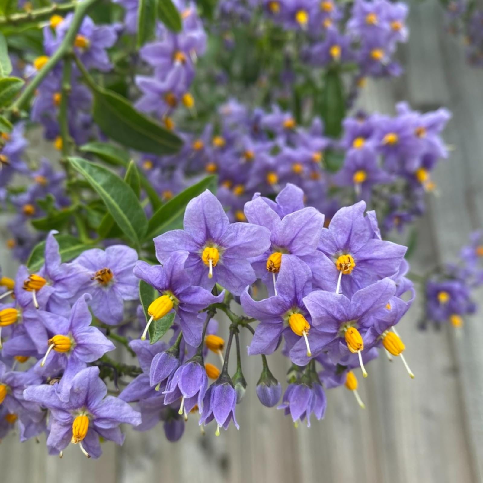 Carbeth Plants Chilean Potato Tree in 9cm Pot - Solanum Glasnevin